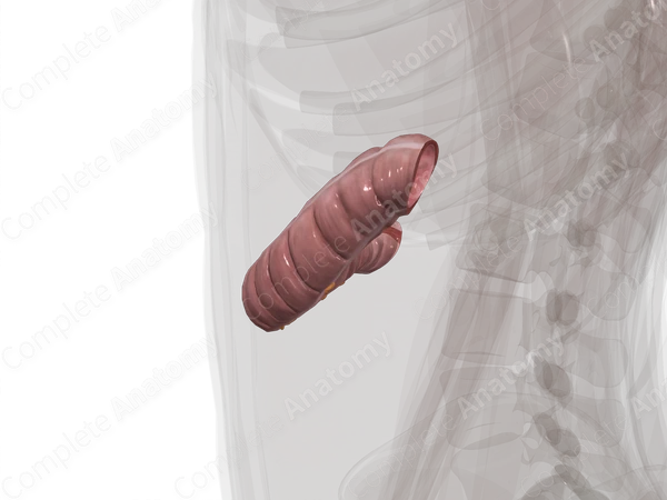 Transverse Colon