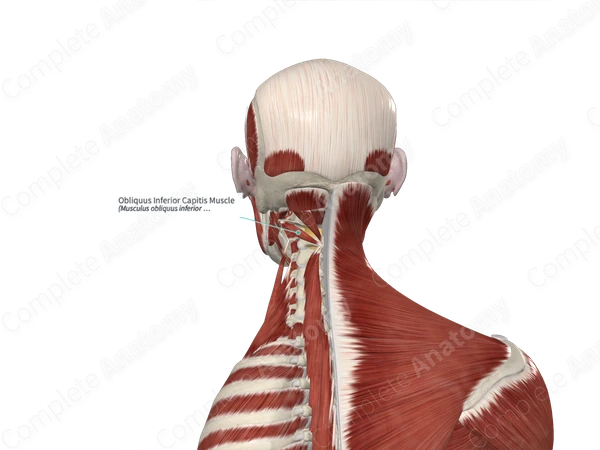 Obliquus Inferior Capitis Muscle 