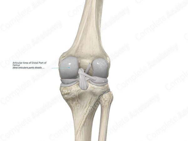 Articular Area of Distal Part of Femur