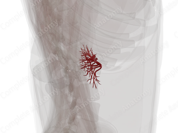 Arteries of Kidneys