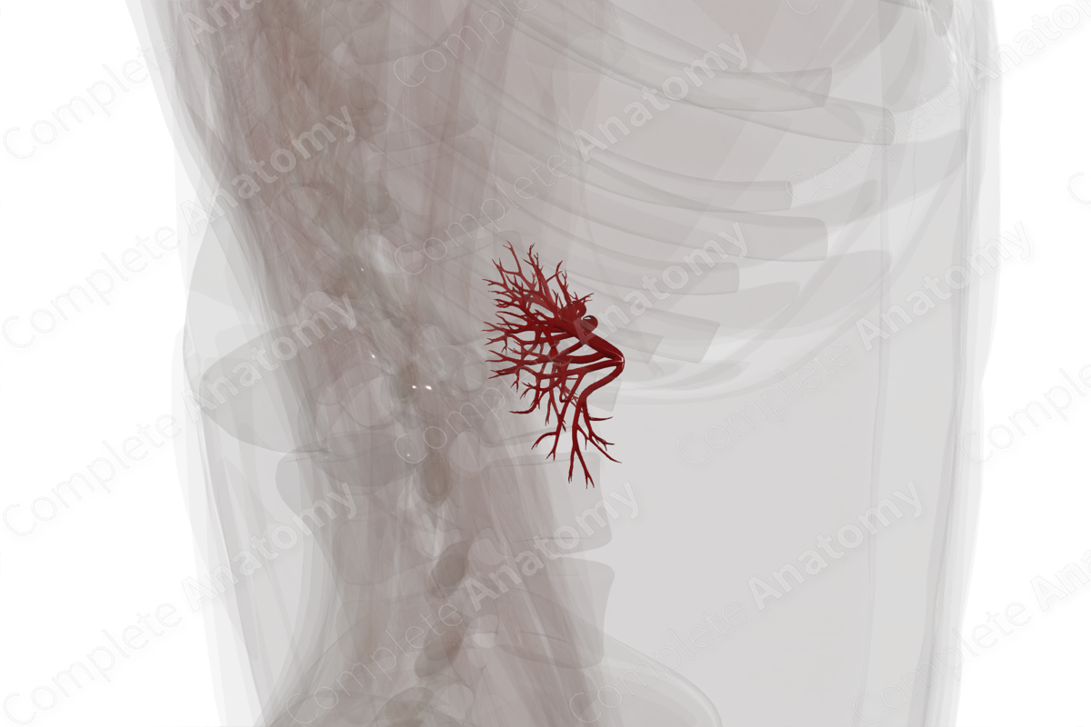 Arteries of Kidneys
