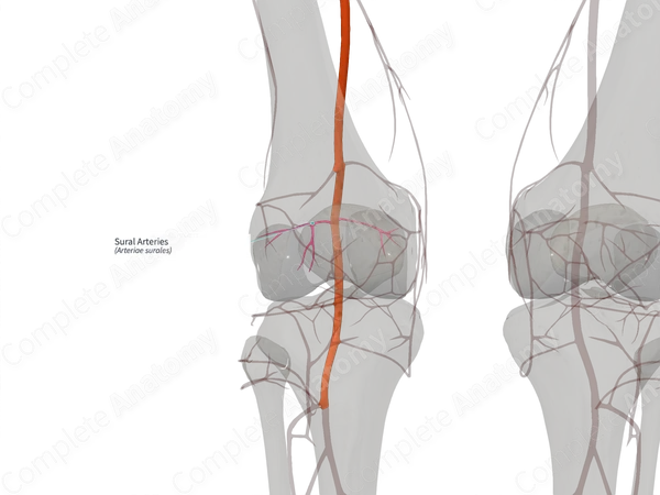 Sural Arteries (Right)