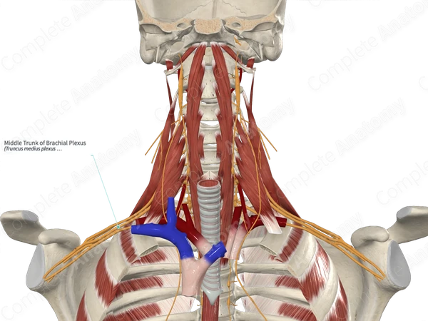 Middle Trunk of Brachial Plexus 