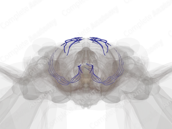 Veins of Abdominal Wall