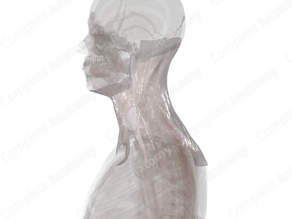 Cervical Fasciae