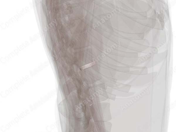 Intervertebral Disc (T12-L1)