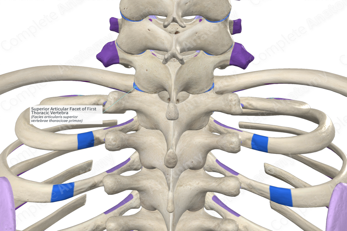 Superior Articular Facet of First Thoracic Vertebra (Left) Complete