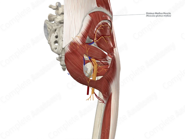 Gluteus Medius Muscle