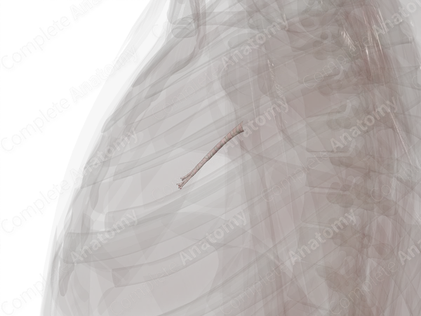 Bronchi of Middle Lobe of Right Lung