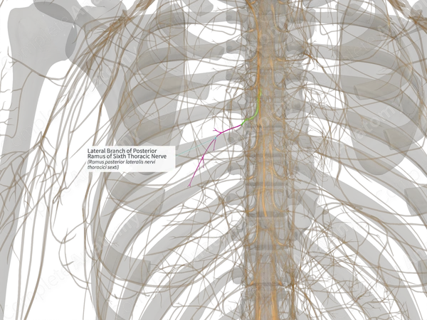 Lateral Branch of Posterior Ramus of Sixth Thoracic Nerve (Right)