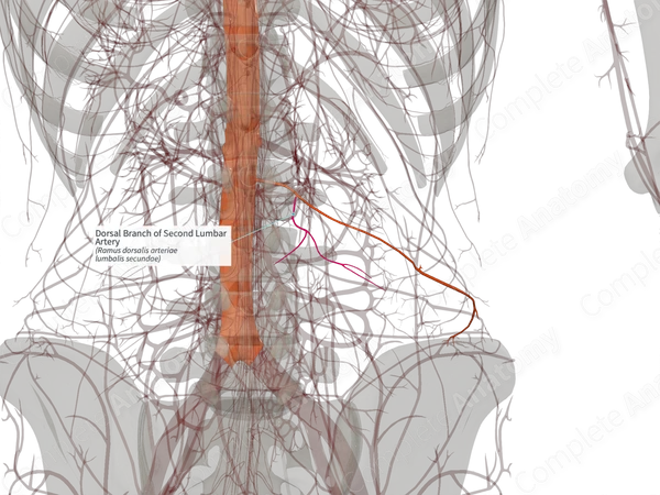 Dorsal Branch of Second Lumbar Artery (Right)
