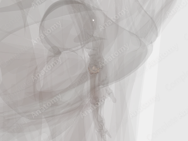 Intermetacarpal Joints (Left)