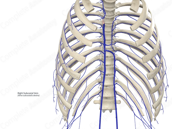 Right Subcostal Vein