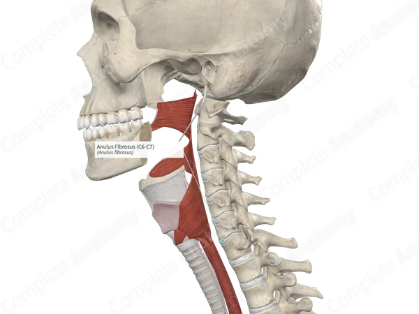 Anulus Fibrosus (C6-C7)