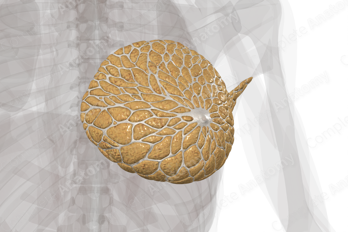 Image: Anatomy of the Breast (Front and Side Views) - Merck