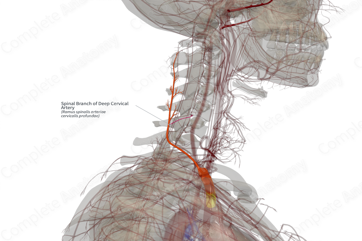 Spinal Branch of Deep Cervical Artery (Left)