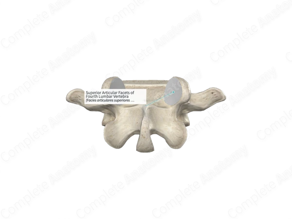 Superior Articular Facets of Fourth Lumbar Vertebra