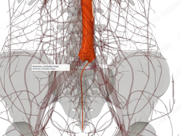 Arteriae Lumbales Imae (Left)