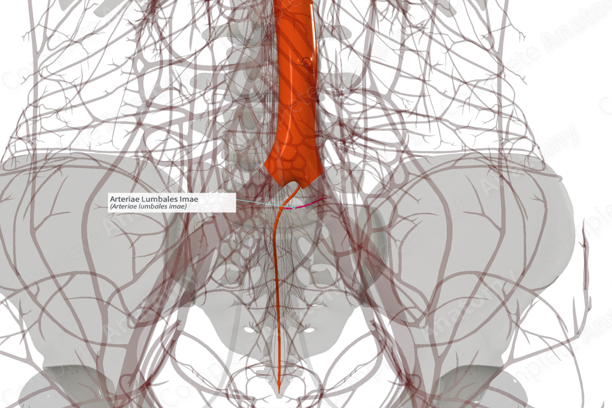 Arteriae Lumbales Imae (Left)