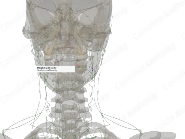 Mandibular Node (Left)