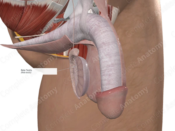 Rete Testis 