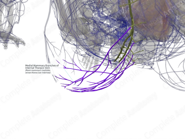 Medial Mammary Branches of Internal Thoracic Vein (Right)