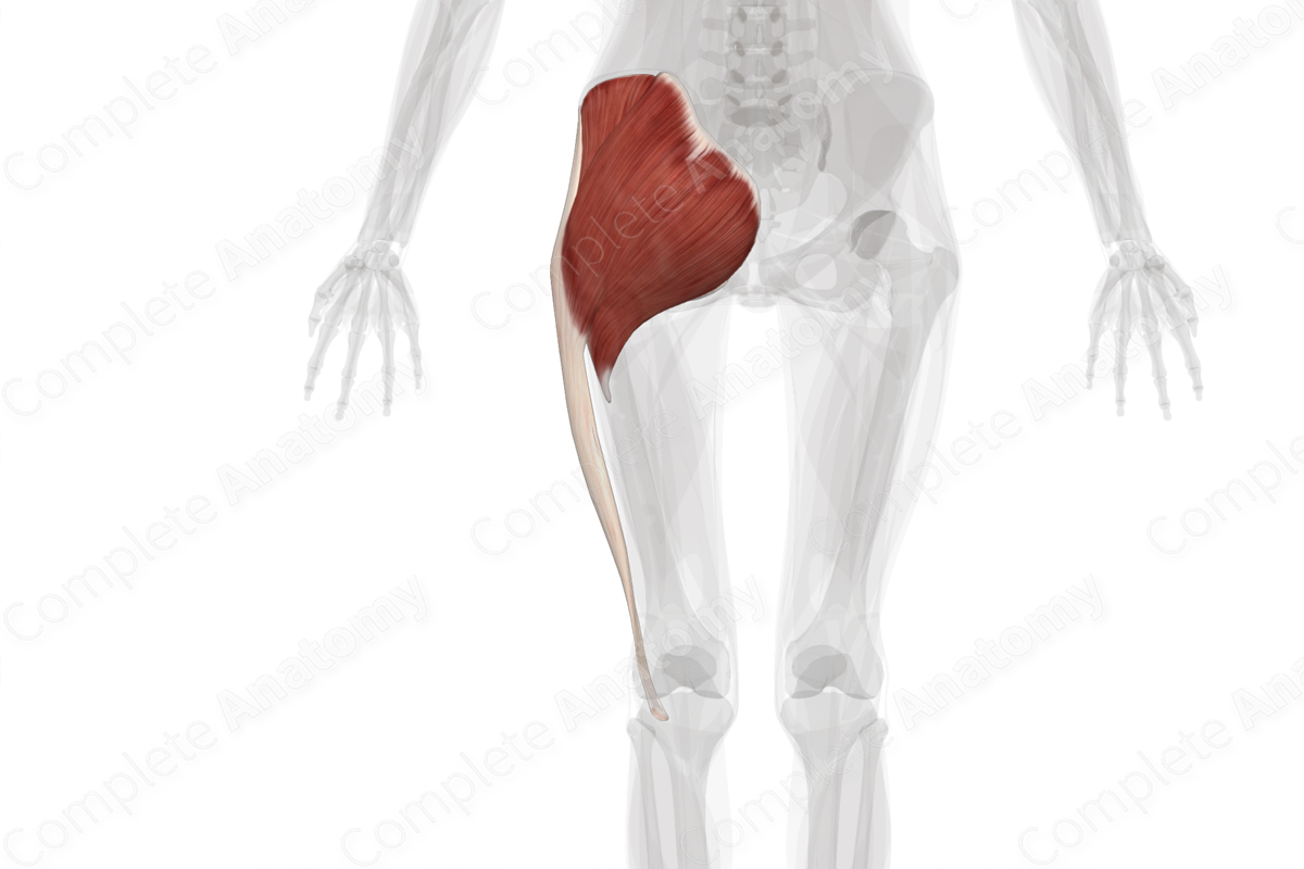 Muscles of Gluteal Region (Left)