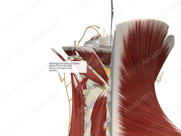 Meningeal Branch of Spinal Nerve (Cervical; Left)