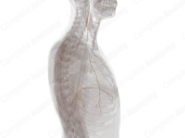 Deep Branches of Cervial Plexus (Left)
