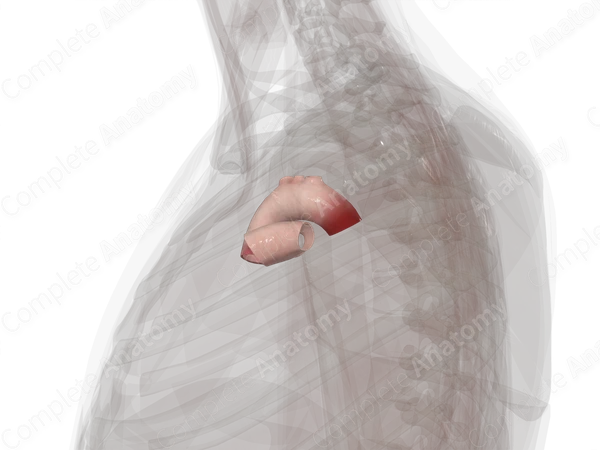 Major Arteries