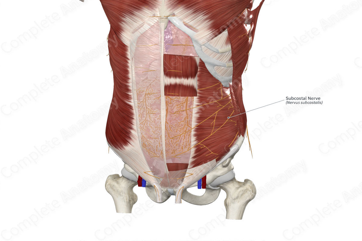 Subcostal Nerve | Complete Anatomy