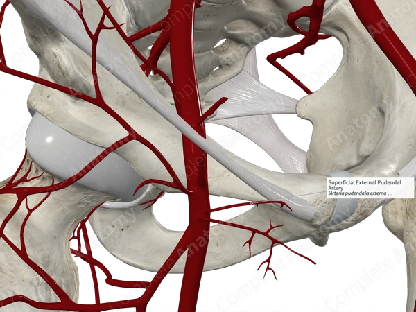 Superficial External Pudendal Artery