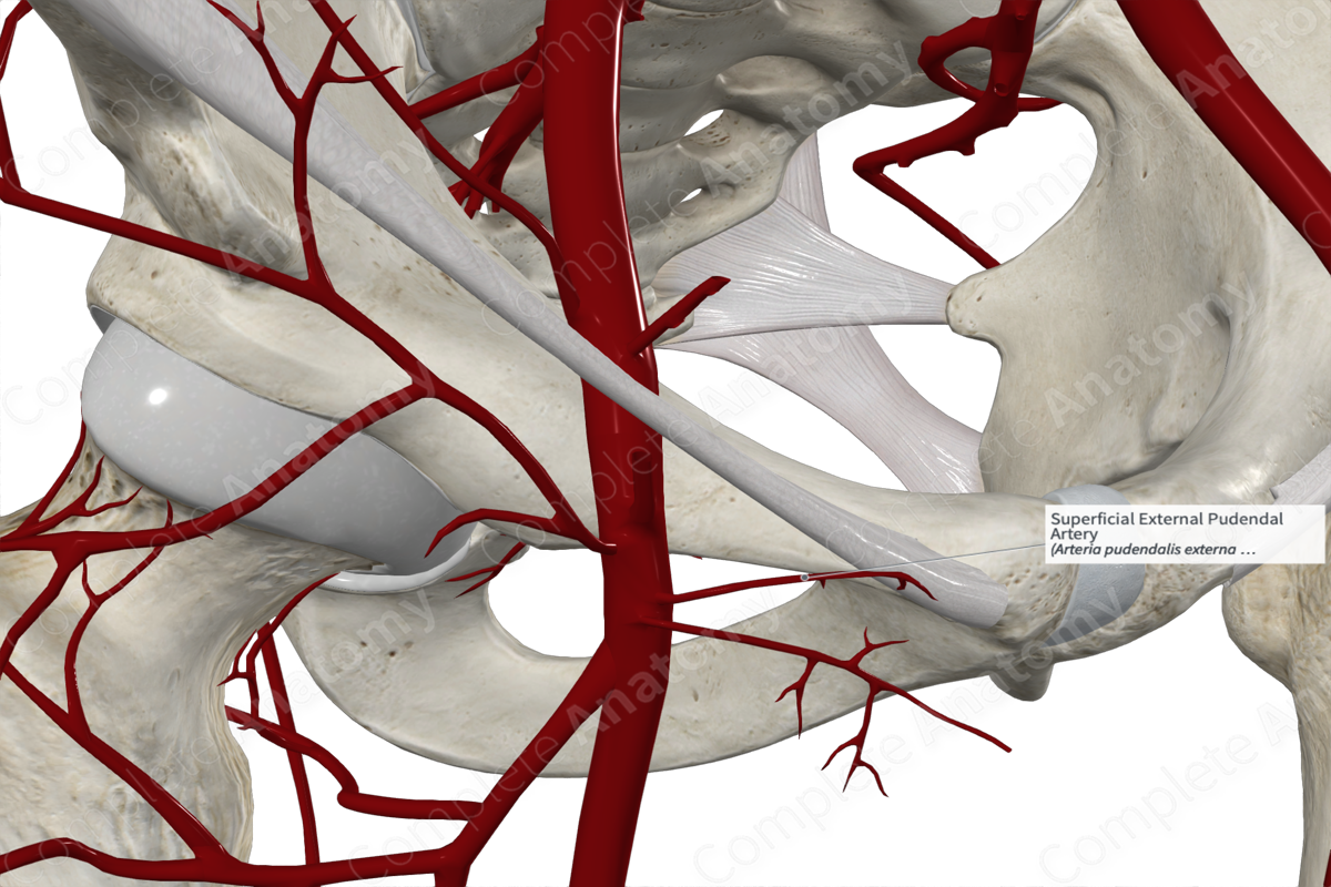 Superficial External Pudendal Artery 