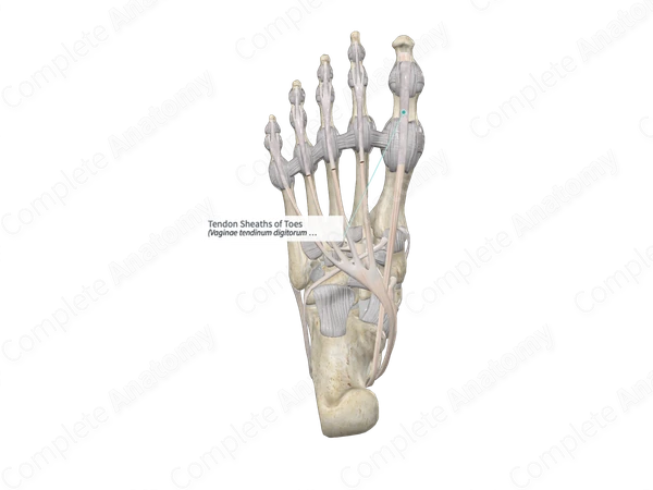 Tendon Sheaths of Toes