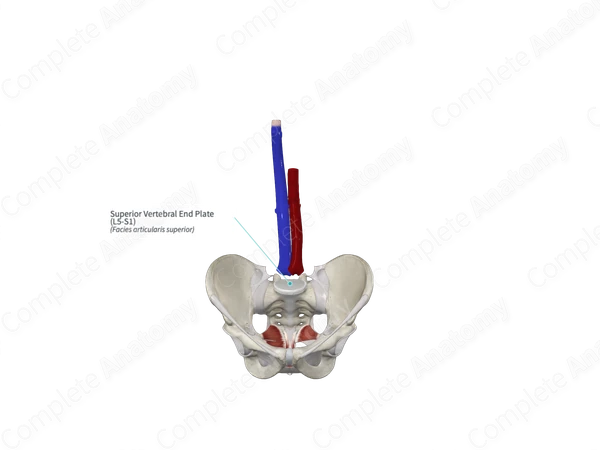 Superior Vertebral End Plate (L5-S1)
