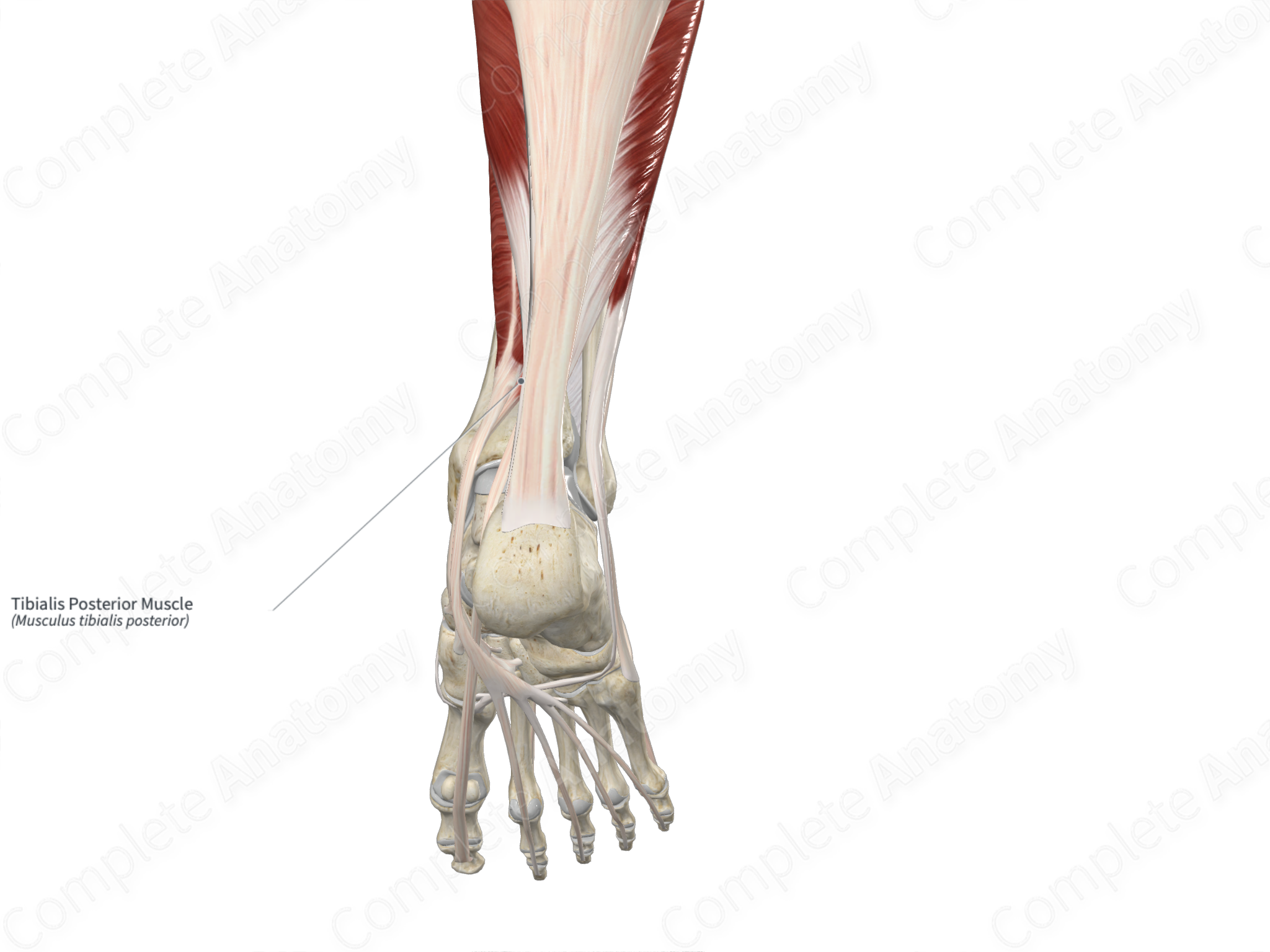 Tibialis Posterior Muscle Complete Anatomy 5686