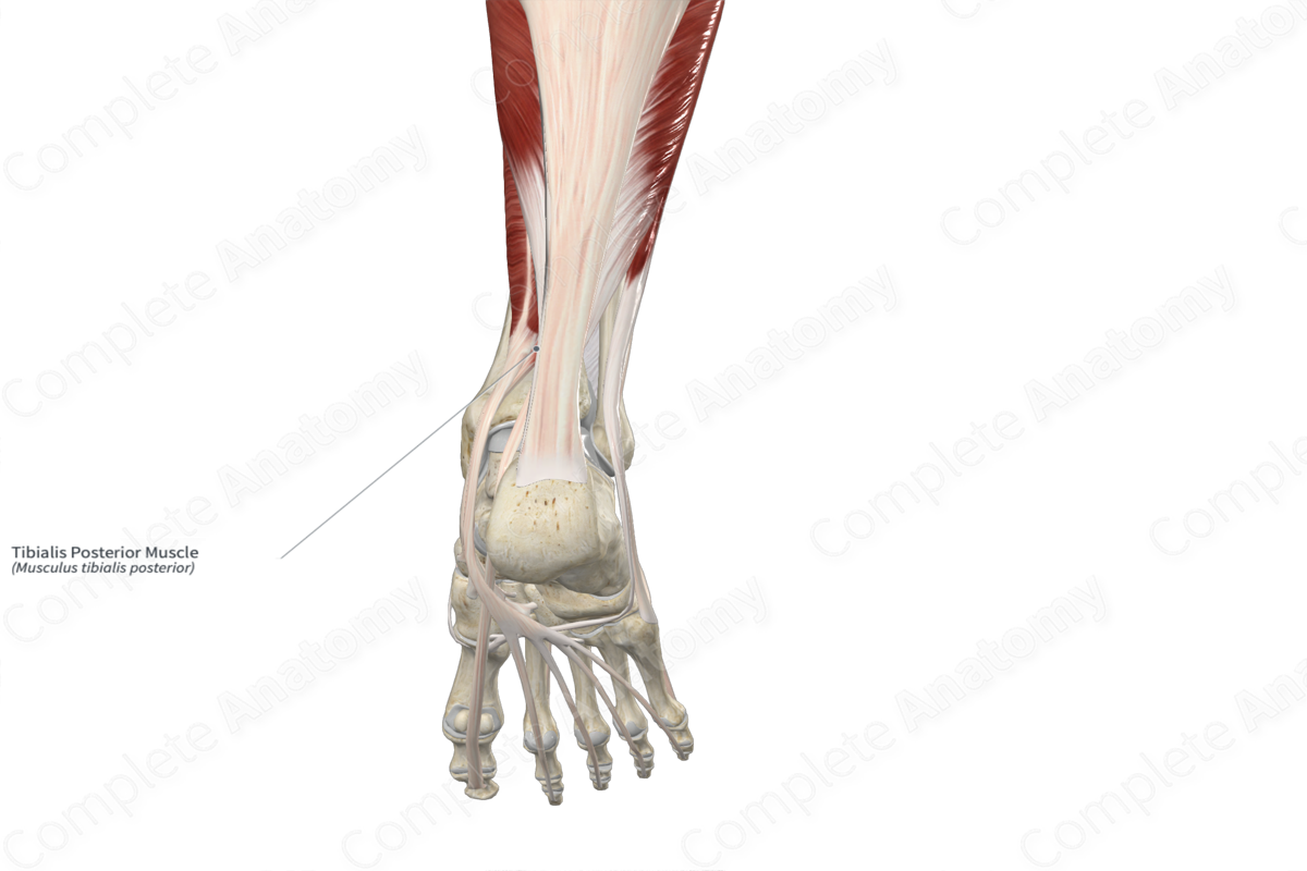Tibialis Posterior Muscle 