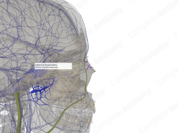External Nasal Veins (Right)