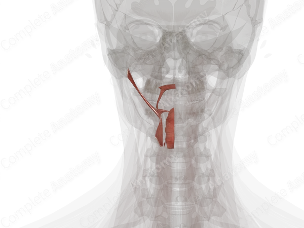 Extrinsic Muscles of Tongue (Left)