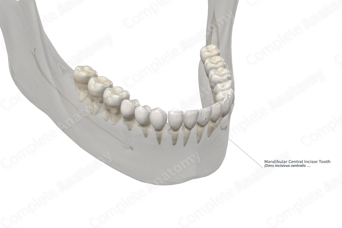 Mandibular Central Incisor Tooth 