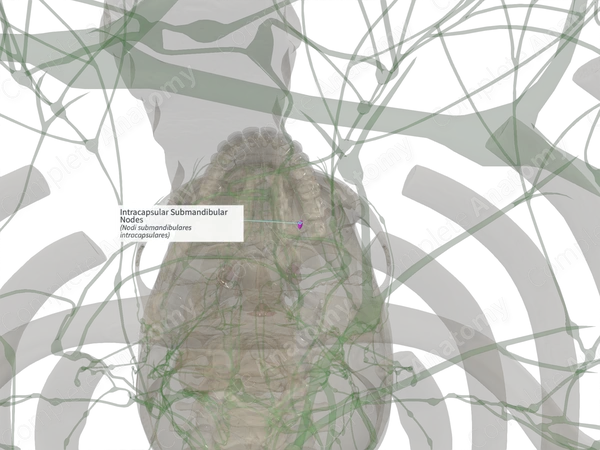 Intracapsular Submandibular Nodes (Right)