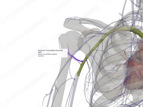 Anterior Circumflex Humeral Vein (Left)