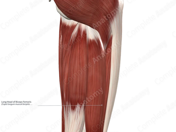 Long Head of Biceps Femoris