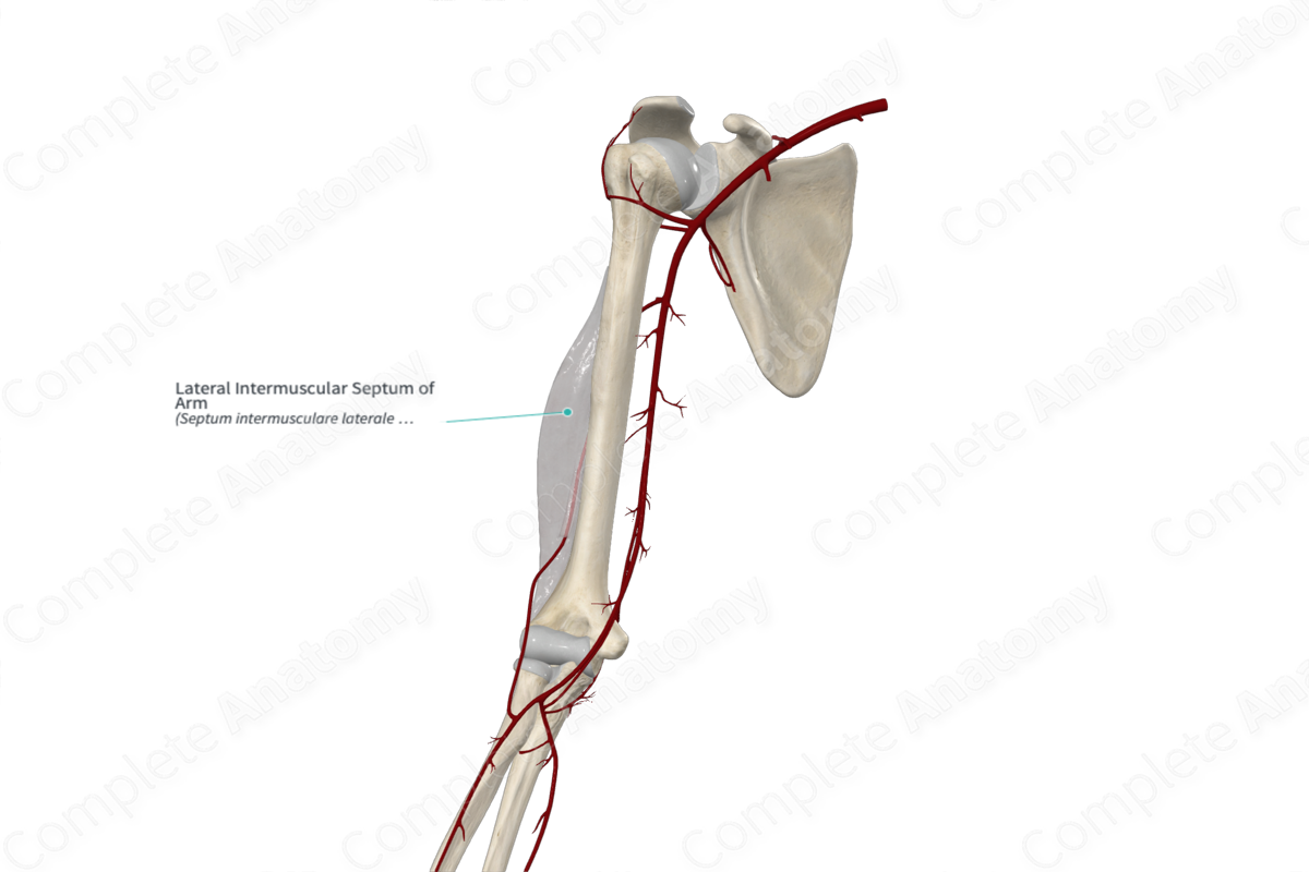 Lateral Intermuscular Septum of Arm 