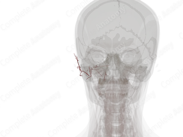 Arteries of Ear (Left)