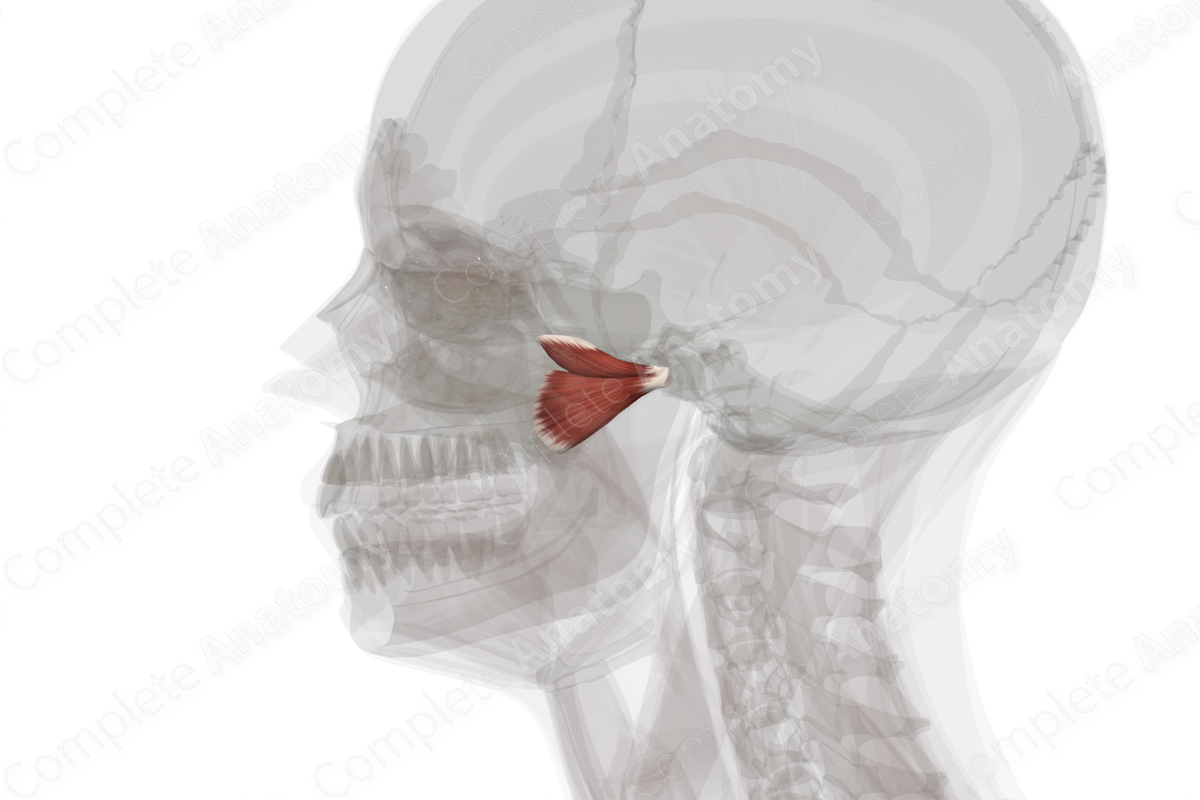 Lateral Pterygoid Muscle (Left)