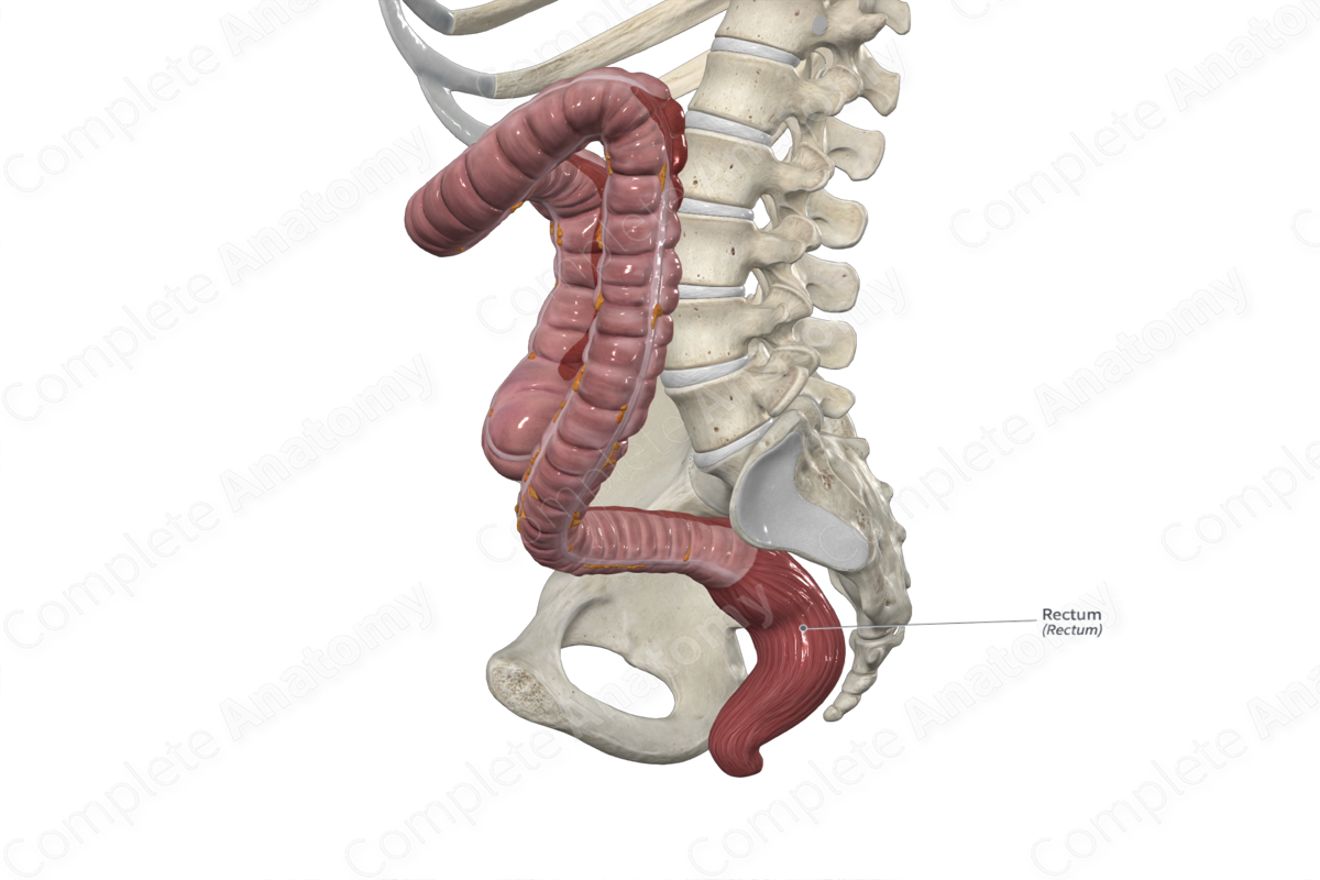 Rectum
