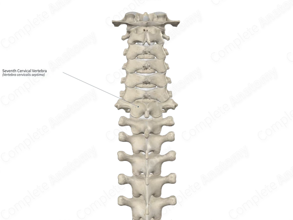 Seventh Cervical Vertebra