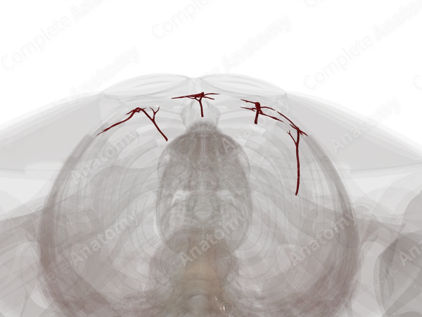 Arteries of Greater Omentum