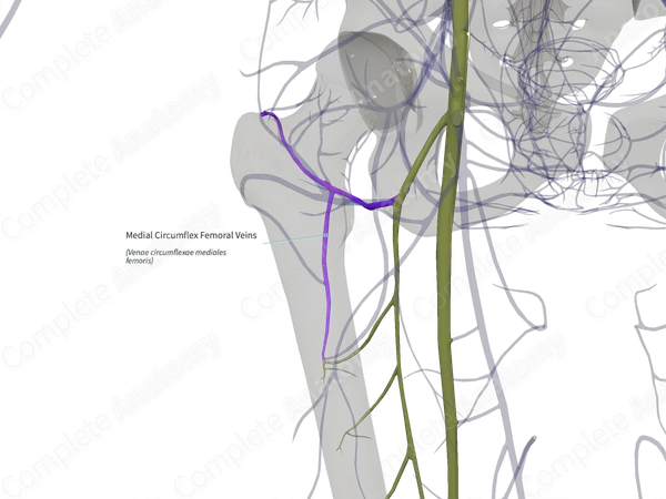 Medial Circumflex Femoral Veins (Right)